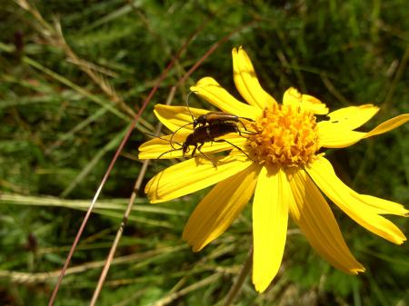 Arnica