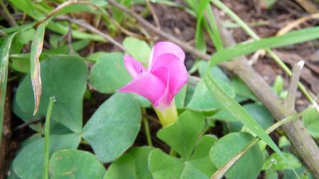 Oxalis Madère