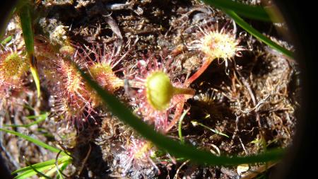 Drosera 9