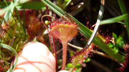 Drosera 2