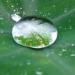 Goutte d'eau au creux d'une feuille