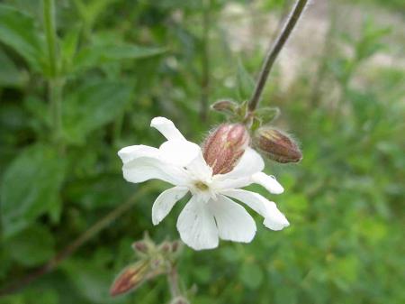 Compagnon blanc