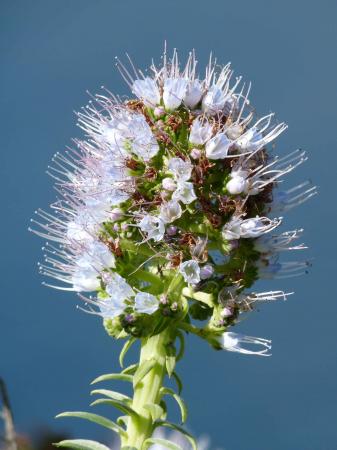 Vipérine endémique de Madère