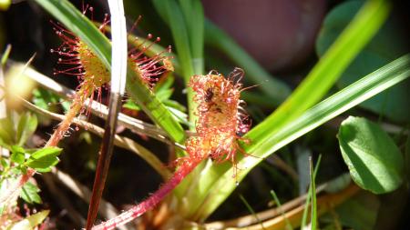 Drosera 3