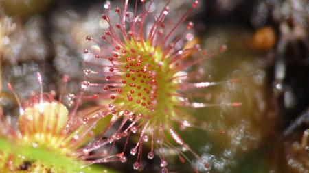 Drosera 6