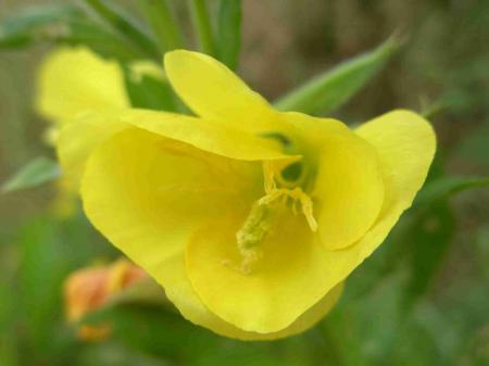 Onagre bisannuelle : détail fleur