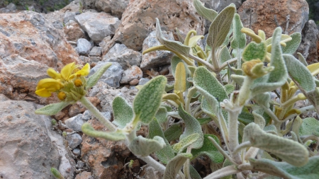 Fleurs de Crète