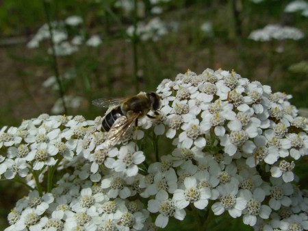 Achillée millefeuille et abeille