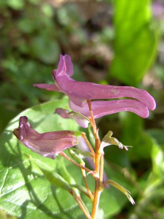 Corydale à bulbe plein (Corydalis solida)