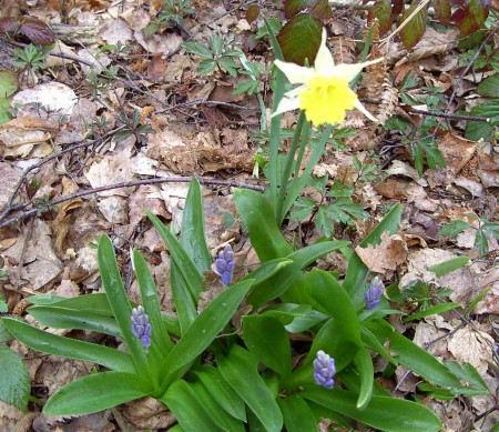 Jacinthe des Pyrénées (Scilla lilio-hyacinthus)