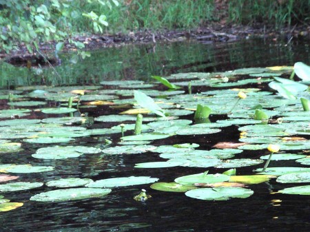 Nénuphar jaune ou nuphar lutea (jaunet d'eau)