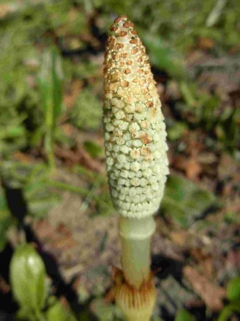 Prêle (Equisetum sp.)