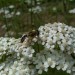 Achillée millefeuille et abeille