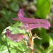 Corydale à bulbe plein (Corydalis solida)