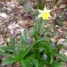 Jacinthe des Pyrénées (Scilla lilio-hyacinthus)