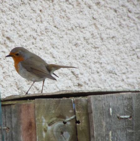 Rouge gorge