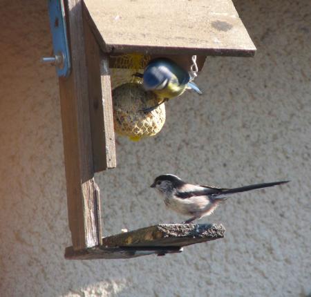 Mésange bleue et mésange à longue queue