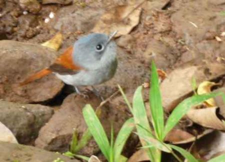 Oiseau la vierge