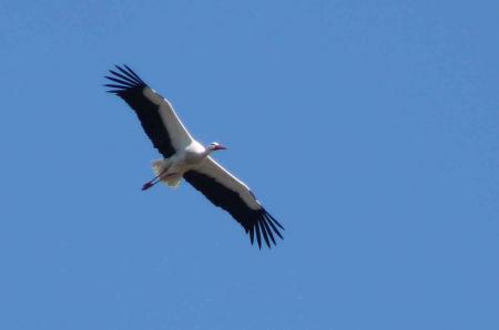 Cigogne en vol