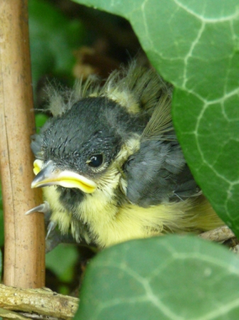 Très jeune mésange charbonnière