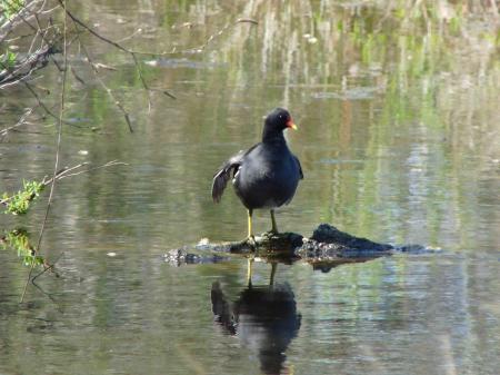 Poule d'eau