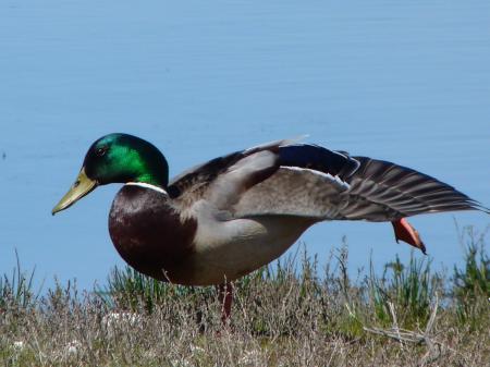 Colvert