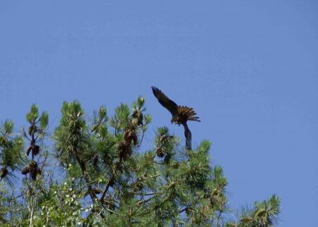 Envol de rapace