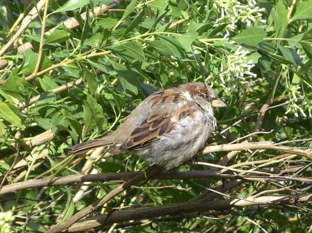 Moineau mâle