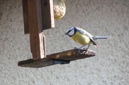 Mésange bleue