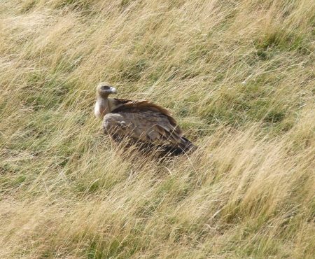 vautour au sol