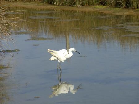 Aigrette Garzette