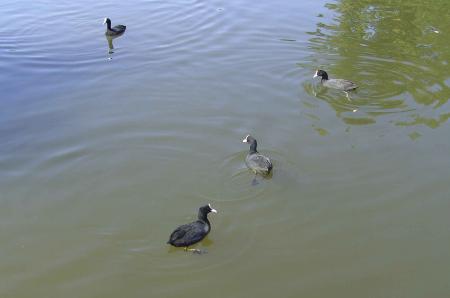 Famille de foulques