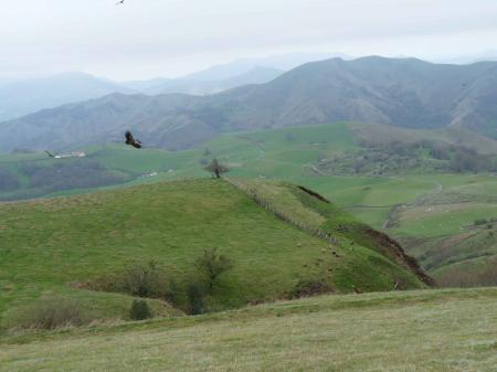 Paysage et vautours