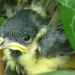 Très jeune mésange charbonnière