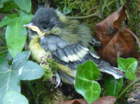 Très jeune mésange