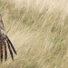 vautour à l'atterrissage