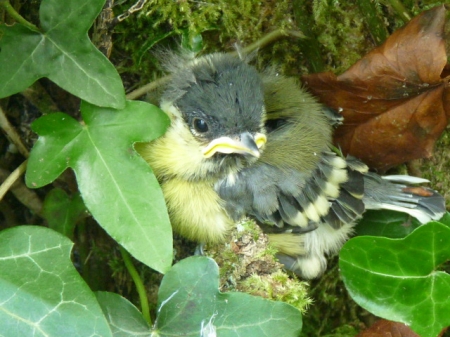 Très jeune mésange