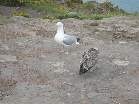 goéland et son petit