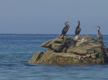 Cormorans