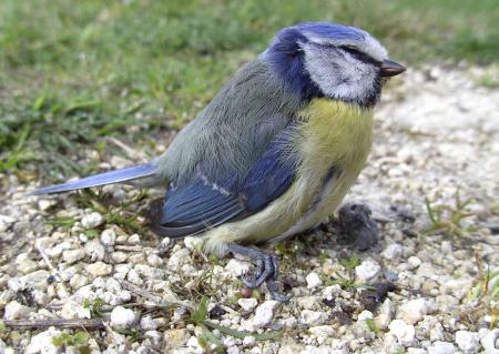 Mésange bleue