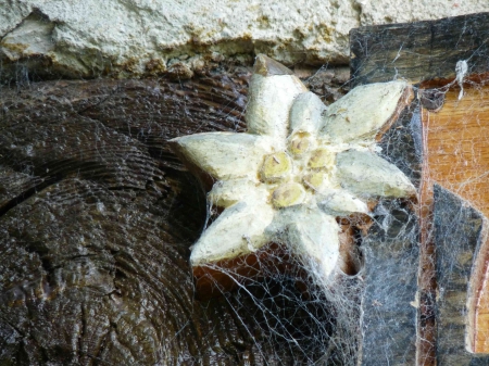 Edelweiss scultée sur bois