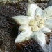 Edelweiss scultée sur bois