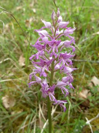 Orchis militaris