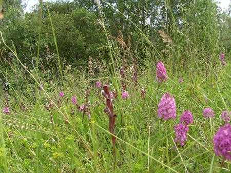 Anacamptis et sérapias