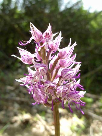 Orchis simia supposée