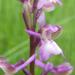 Orchis morio