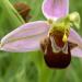 Oprhys abeille : détail de la fleur