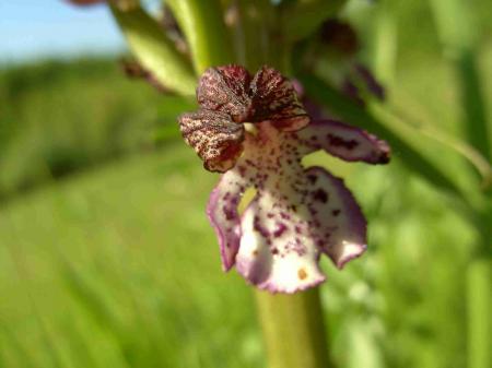 Orchis purpurea  détail de la fleur