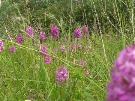 Anacamptis pyramidales