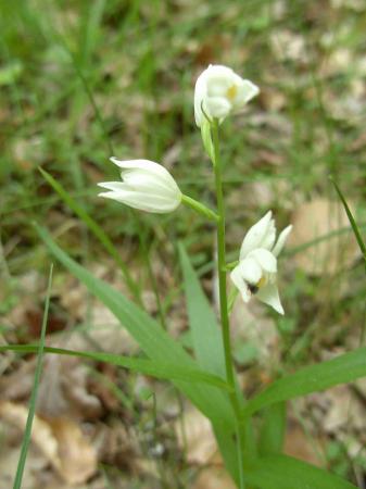 Céphalanthera longifolia